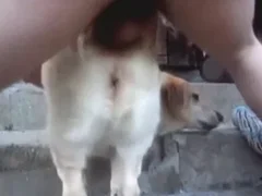 Zoo Sex Videos: Hardcore Animal Porn Tube