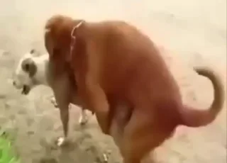 Two Pitbulls Mating Outdoors - Raw 8 Min Zoo Clip