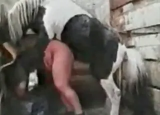 Horse riding a heavy female in short amateur zoo clip