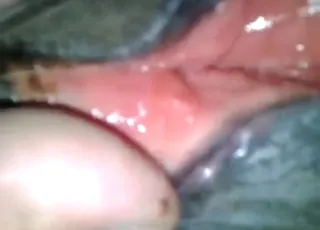 Horse pussy close-up with heavy moaning in 73 seconds
