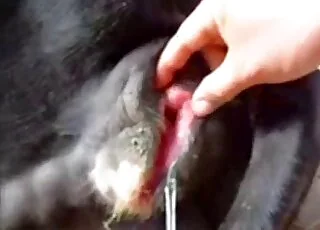Cute guy playing with dog ass in short 19s zoo clip