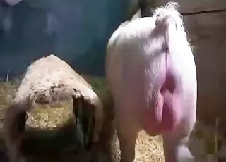 Filthy pig zofilia clip with passionate female