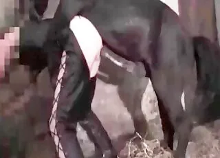 Tight pussy gaped wide by a stallion in short clip