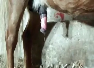 Hard horse pipe in tight cunt - raw 61s zoo clip